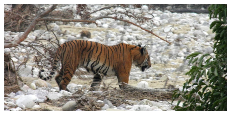 Future Development Plans at Katarniaghat Wildlife Sanctuary
