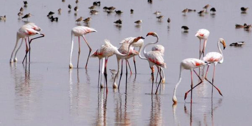 Parvati Arga Bird Sanctuary: Birding Paradise
