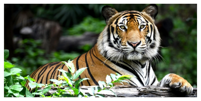 Conservationists' worries and compliance in other states