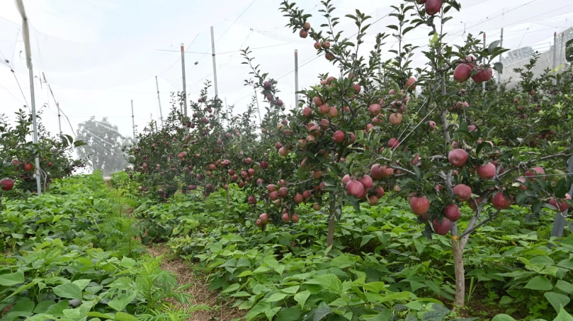 Apple Farming in shimla